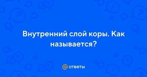 Самый внутренний слой коры