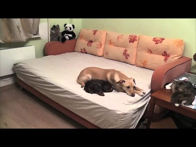 Пока никого нет дома собака. Что делают собаки когда хозяев нет дома видео. что делает собака когда хозяина нет дома. что делают собаки когда нас нет дома. видео пока хозяев нет дома животные.