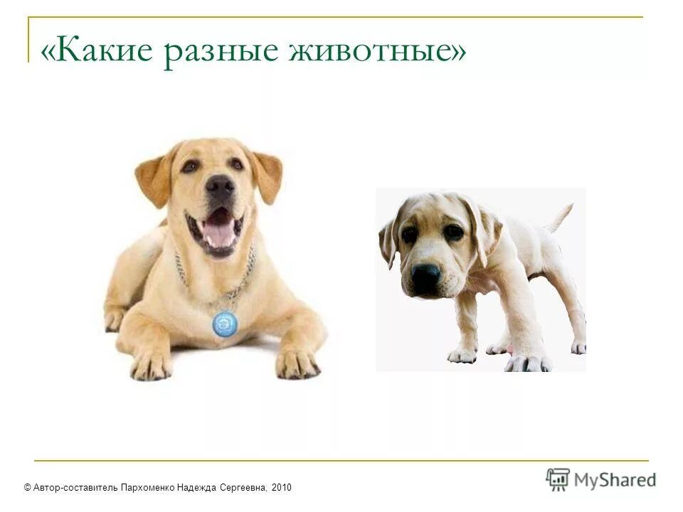 Какие различные