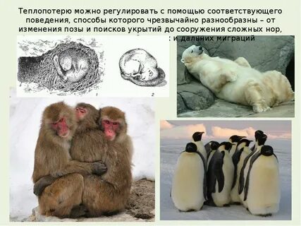 Чрезвычайно разнообразный