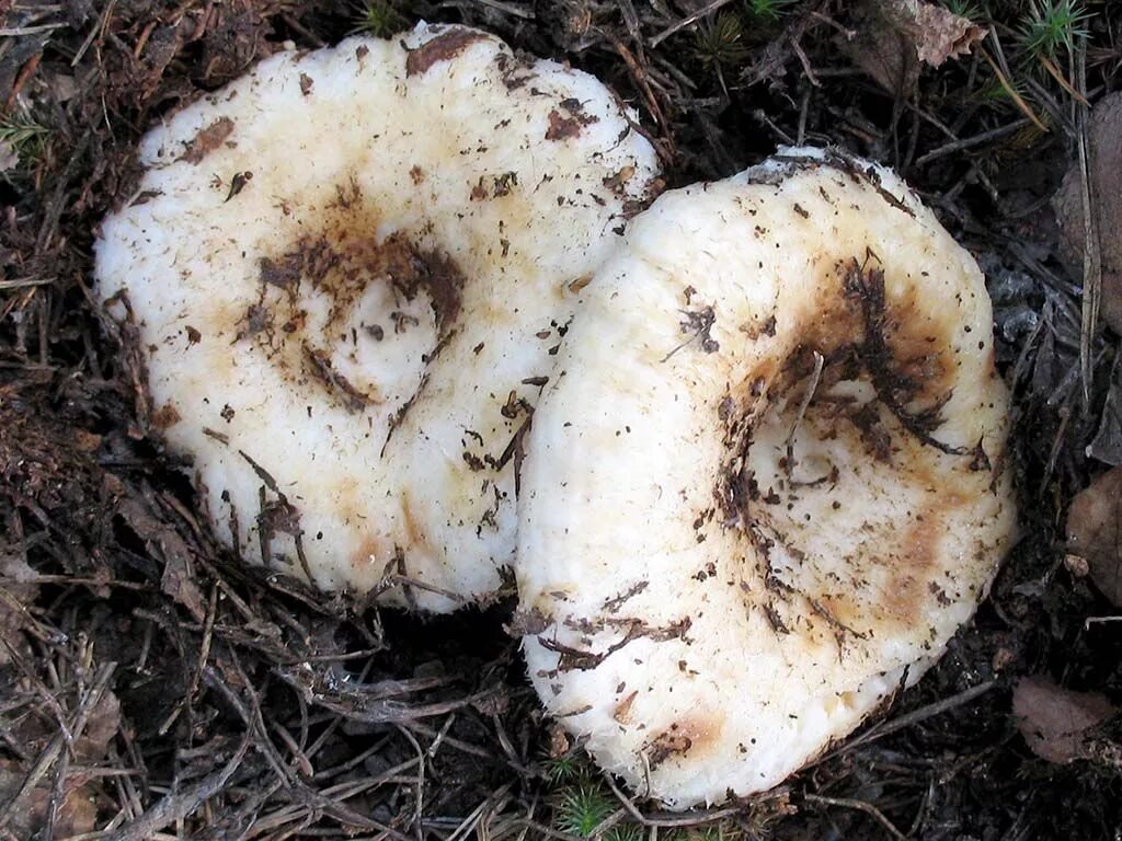 Грибы грузди большие. Груздь настоящий (Lactarius resimus). Груздь белый ложный. Боровой груздь. Груздь белый настоящий.