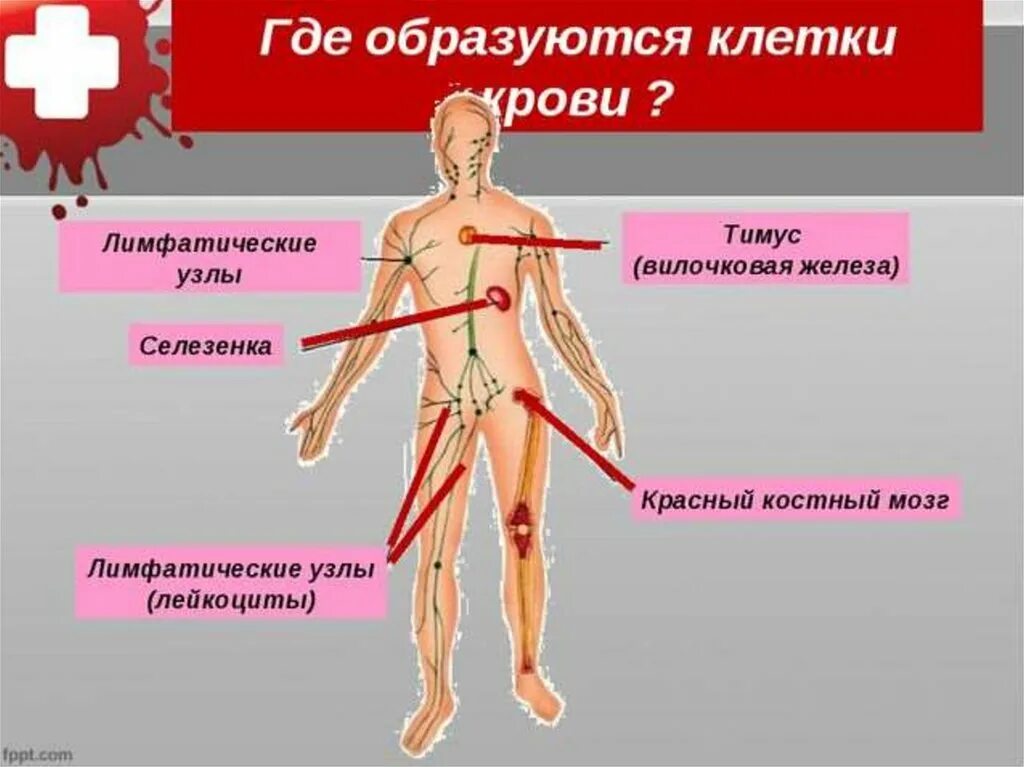 Костей мозг где находится. Костный мозг где находится. Где находится костный МОЗ.