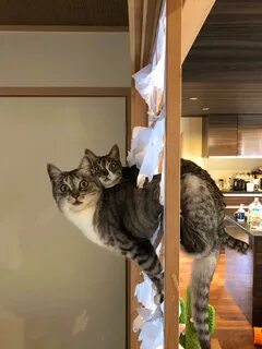 Поднять кошку