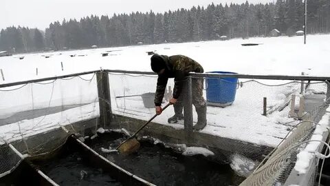 Живая форель для зарыбления
