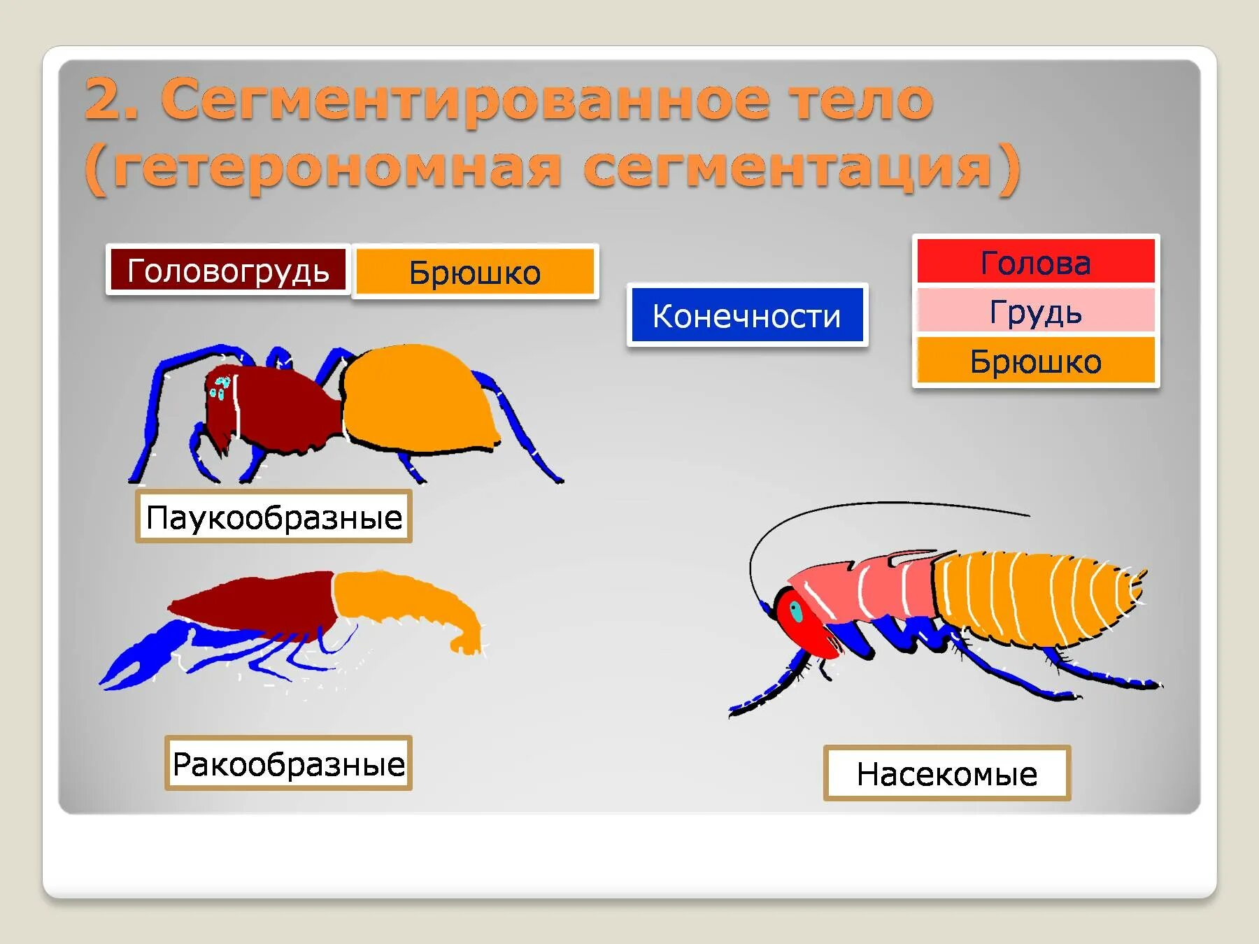 Ракообразные паукообразные насекомые конечности. Сегментация тела ракообразных. Сегментация членистоногих. Сегменты тела членистоногих. Конечности членистоногих.
