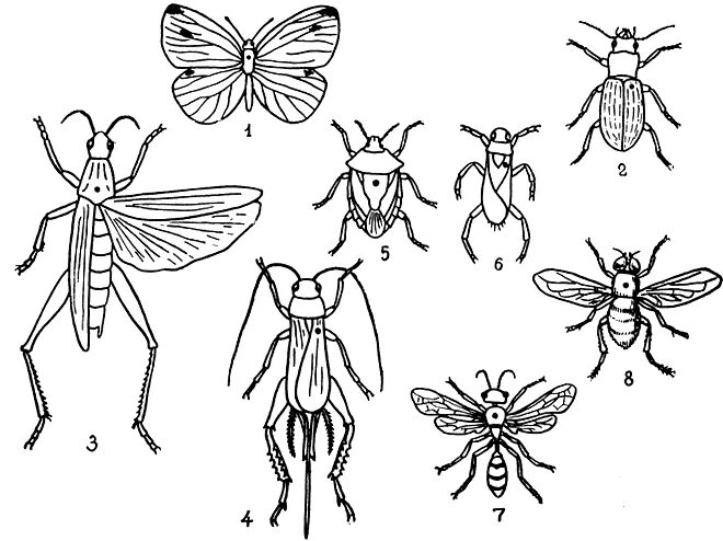 Художник нарисовал насекомых какую ошибку он. Художник нарисовал насекомых какую ошибку он. Художник нарисовал насекомых какую ошибку он. Окружающий мир 3 класс рабочая тетрадь 1 часть виноградова. Художник нарисовал насекомых какую ошибку он.