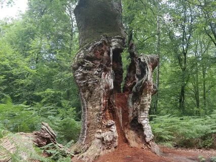 Вековые дубы какие тайны хранит этот лес