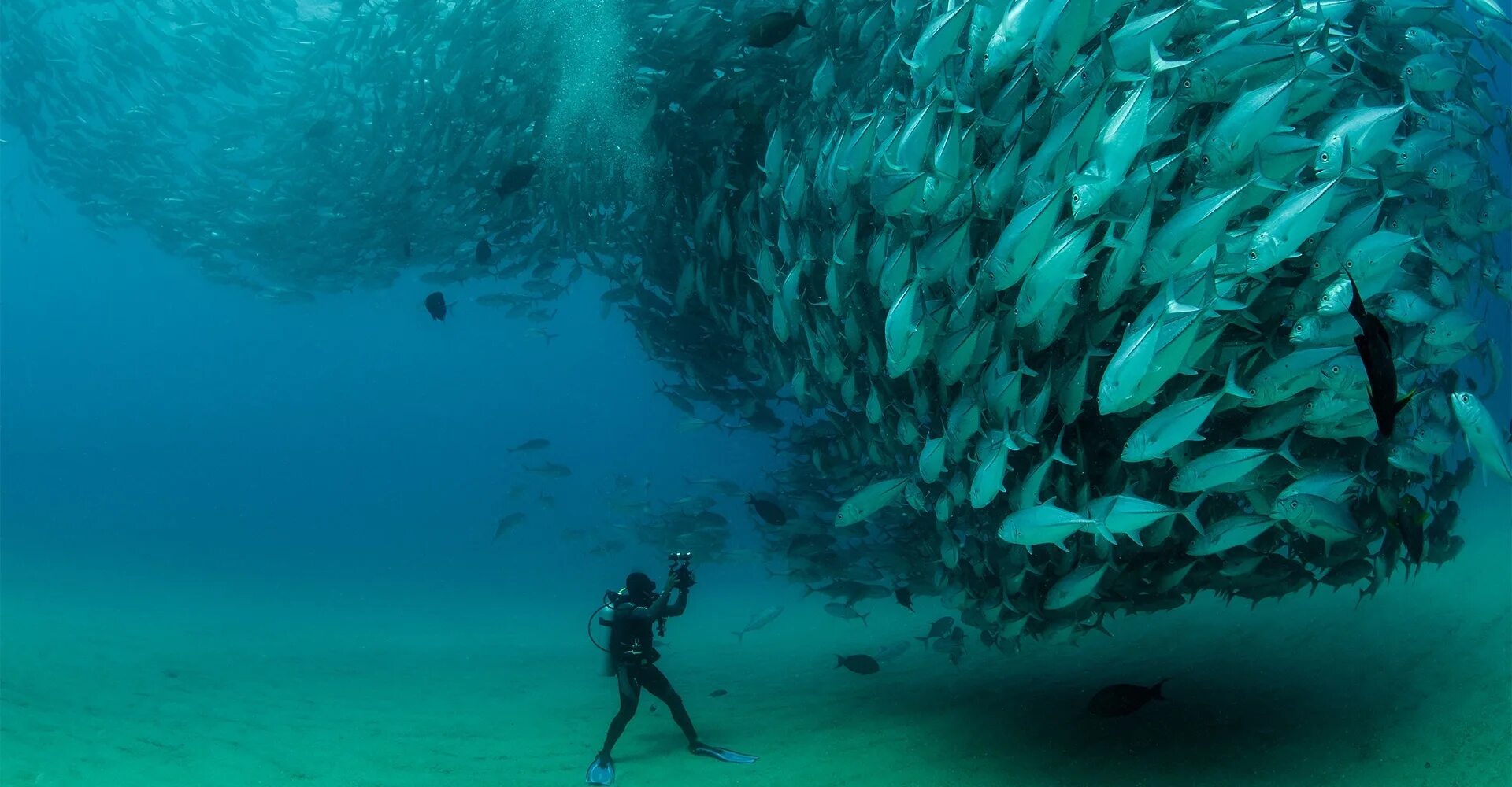 Косяк рыб. It lives in the sea. Обои с акулами и рыбами. Тайны подводного мира 3d фильм 2006 актеры. Мексика дайвинг морские львы.