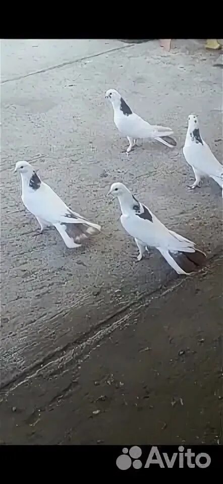 Голубей широкохвостых. Голубей широкохвостых