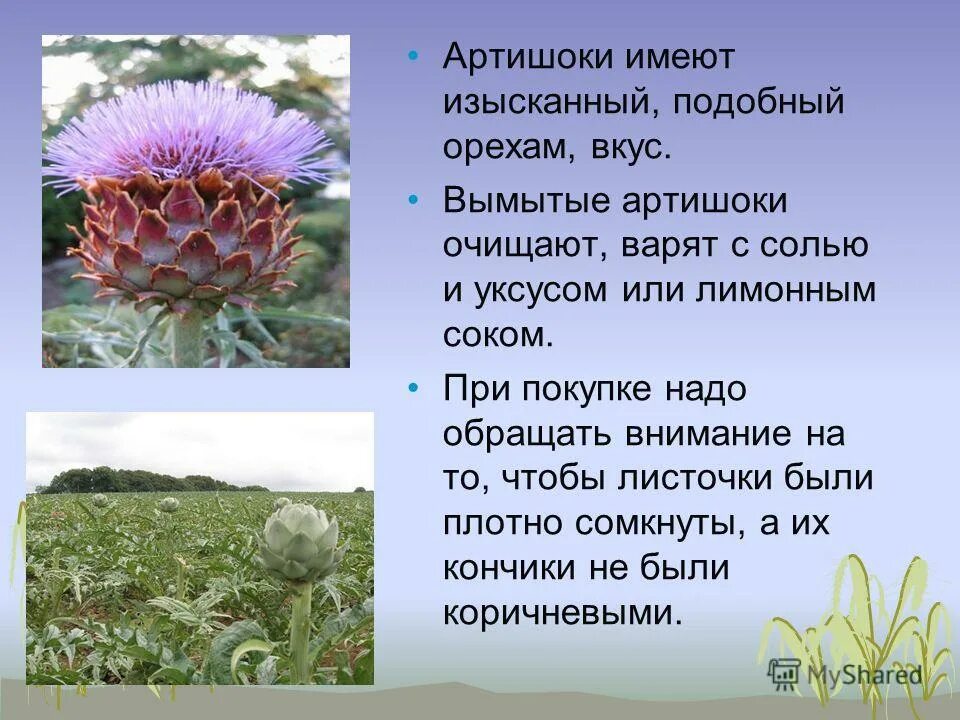 артишок колючий. артишок афродизиак. артишок многолетний серебристый. артишоки, спаржа латук. морской чеснок.