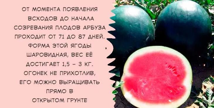 Рассада арбуза огонек. Арбуз огонек. Арбуз огонёк выращивание. Сроки посадки арбуза. Арбуз огонёк выращивание в теплице.