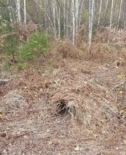 Дом кабана