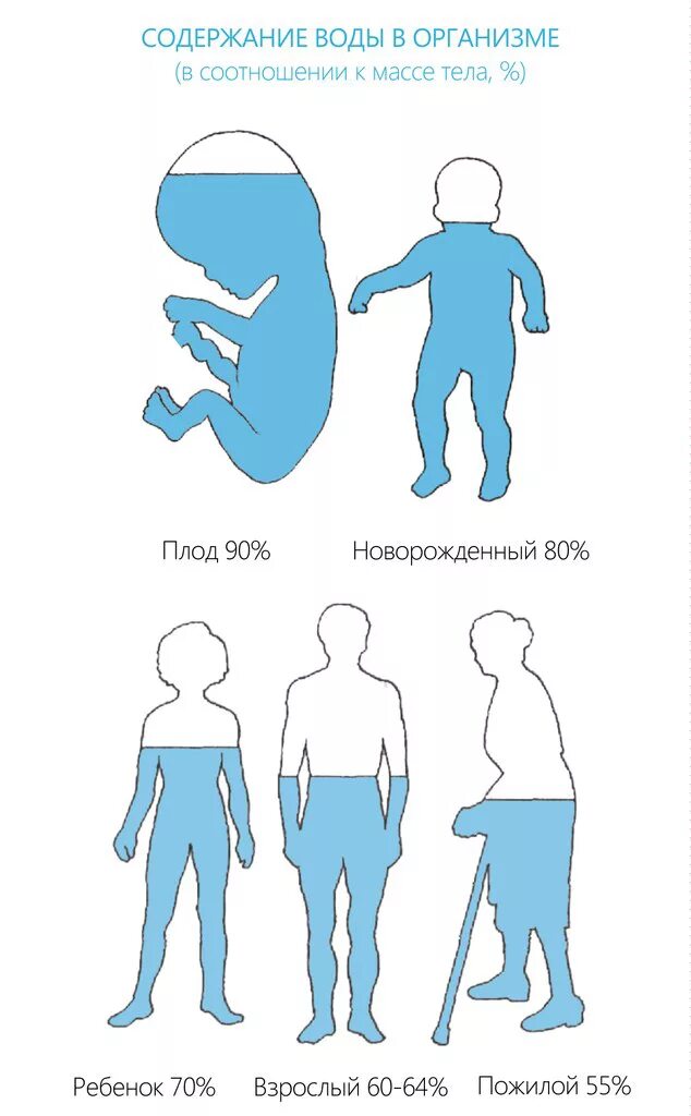 Насколько человек из воды. Вода в организме человека. Содержание воды в организме. Содержание воды в организме человека. Ода в организме человека..