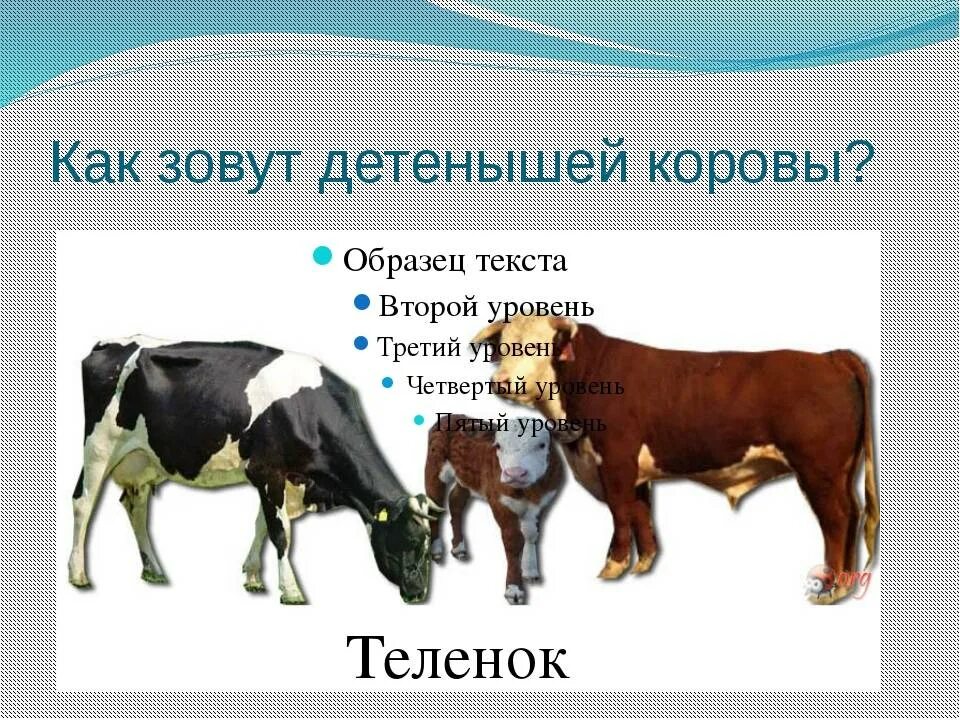 Кличка теленка 2 класс