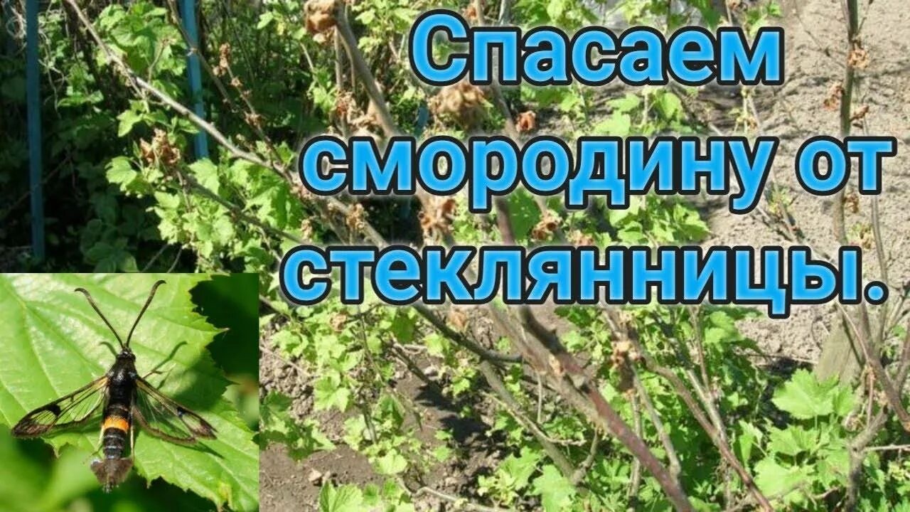 Как бороться со стеклянницей