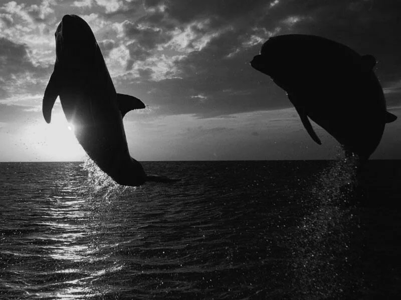 Песни про черных дельфинов. Черные_дельфины. Черный Дельфин. Черно белые дельфины. Тёмный Дельфин.