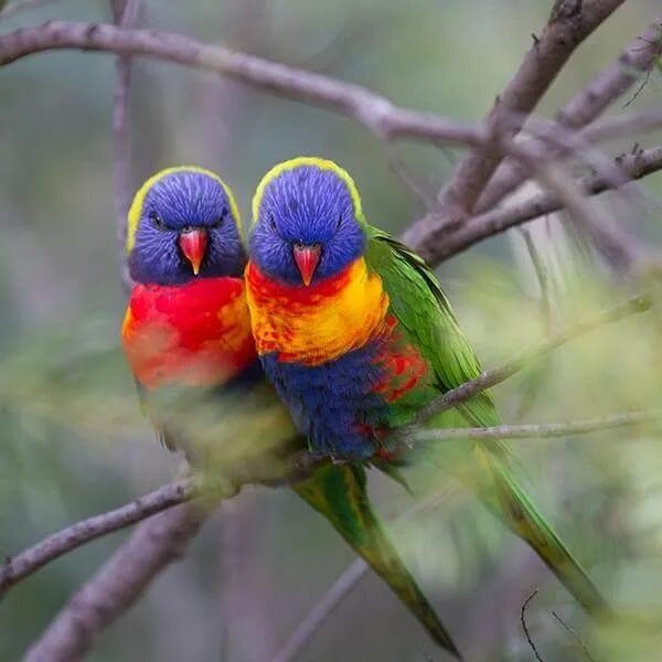 I love birds. Любовь птиц фото. I Love you птички. Little Bird Wallpaper.