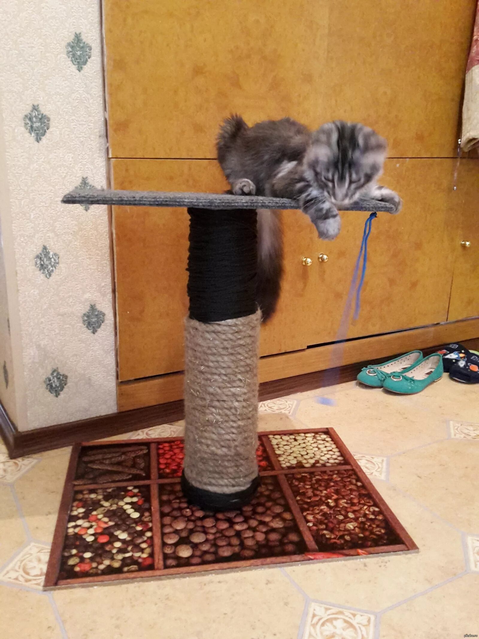 Как сделать чтобы кошка