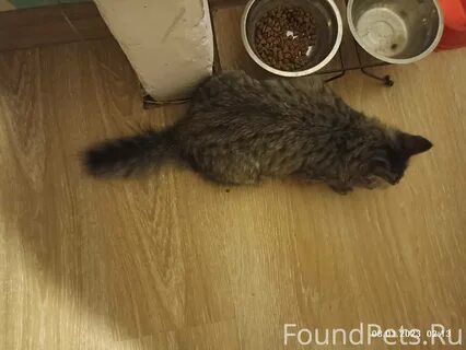 Кошка убежала из дома