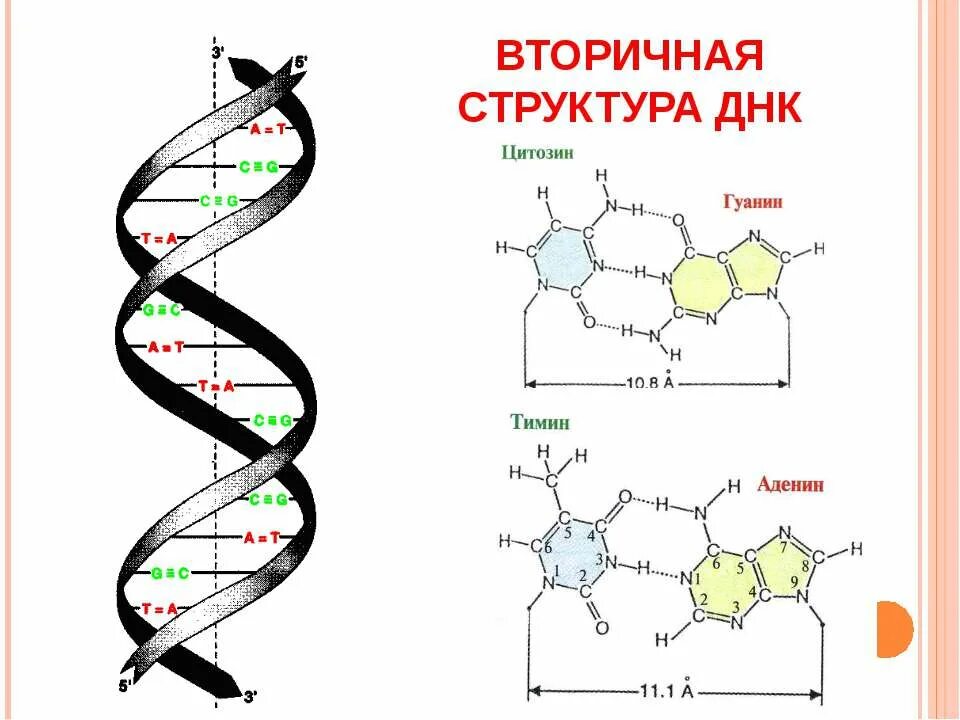 Вторичная структура ДНК биохимия формула. Первичная и вторичная структура ДНК схема. ДНК вторичная структура схема строения. Вторичная структура молекулы ДНК.