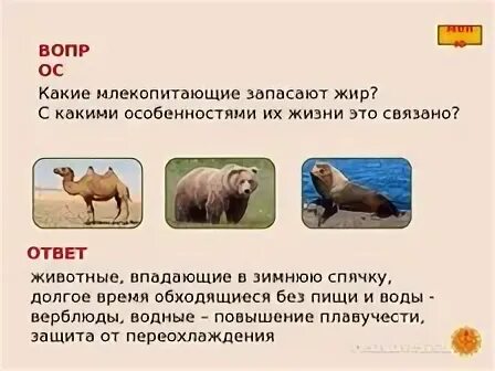 Вопросы по теме млекопитающие 7 класс