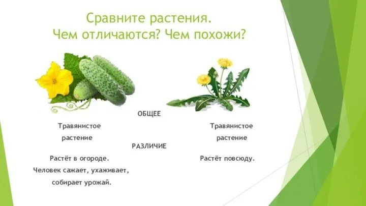 Практическая работа сравни культурные растения. Сравнение растений. Сравнение 2 растений. Сравнивать растения. Сходство с растениями.