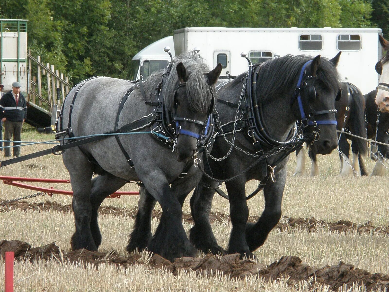 Heavy horses