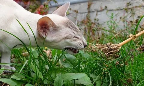 Котик корень