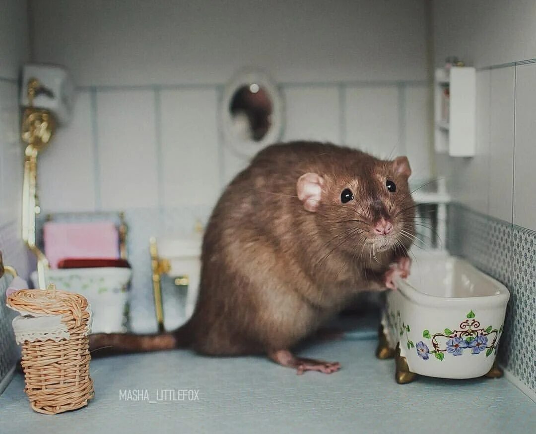 Можно мыть мышей