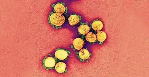 Plant viruses