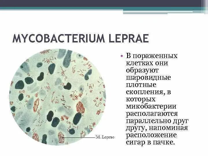Микроорганизм возбудитель проказы. Микроорганизм возбудитель проказы. Микроорганизм возбудитель проказы. Mycobacterium leprae (бацилла гансена). Микроорганизм возбудитель проказы.
