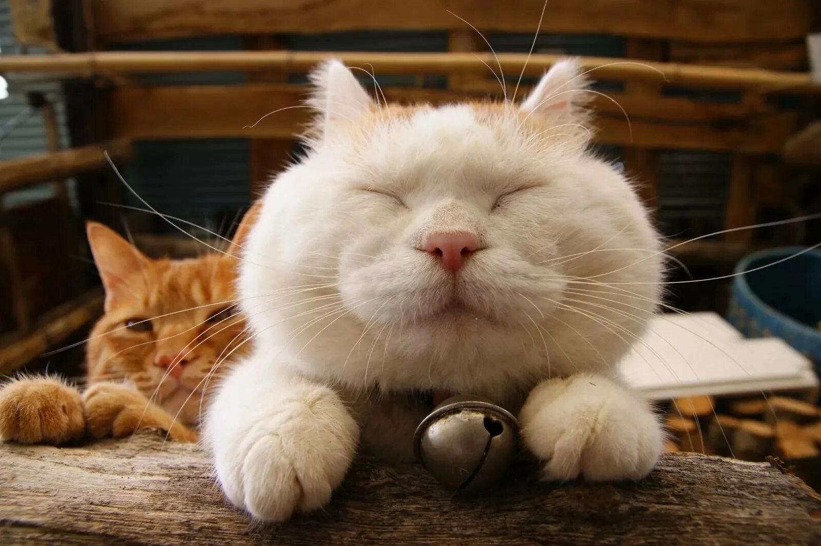 Японский кот Широнеко. Довольный кот. Счастливый кот. Смешной кот. Котик дримотик