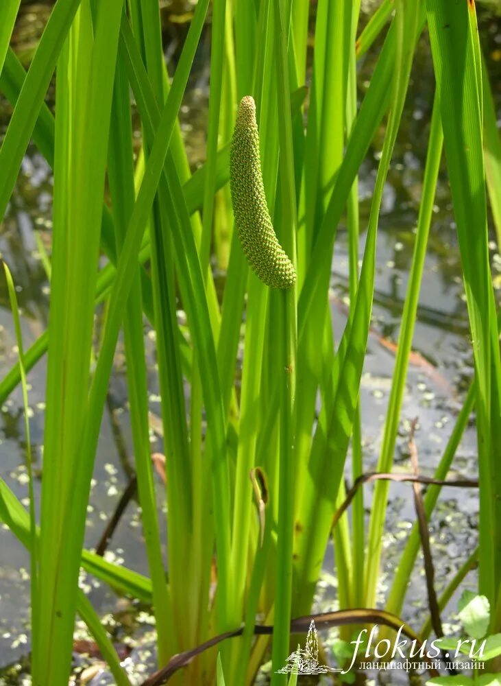 Болотистая трава. АИР обыкновенный - Acorus Calamus. АИР болотный (Acorus Calamus). Акорус Каламус. Acorus Calamus цветок.