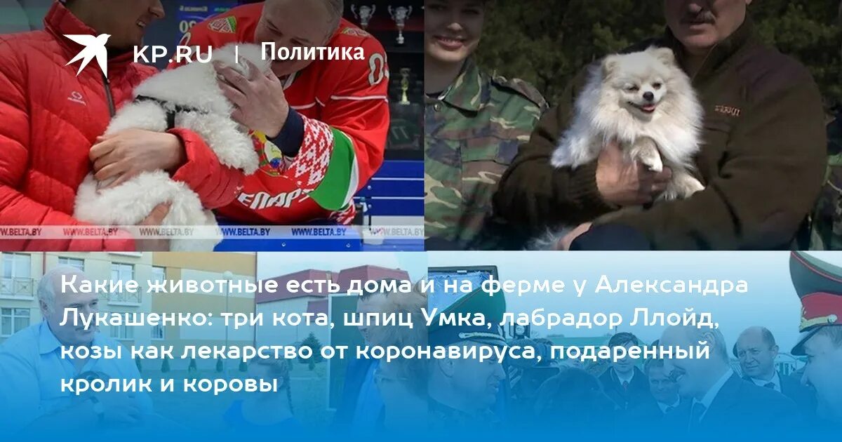 Лукашенко и шпиц умка. Шпиц лукашенко. лукашенко и его шпиц умка. собака лукашенко.