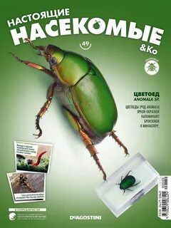 Настоящие насекомые