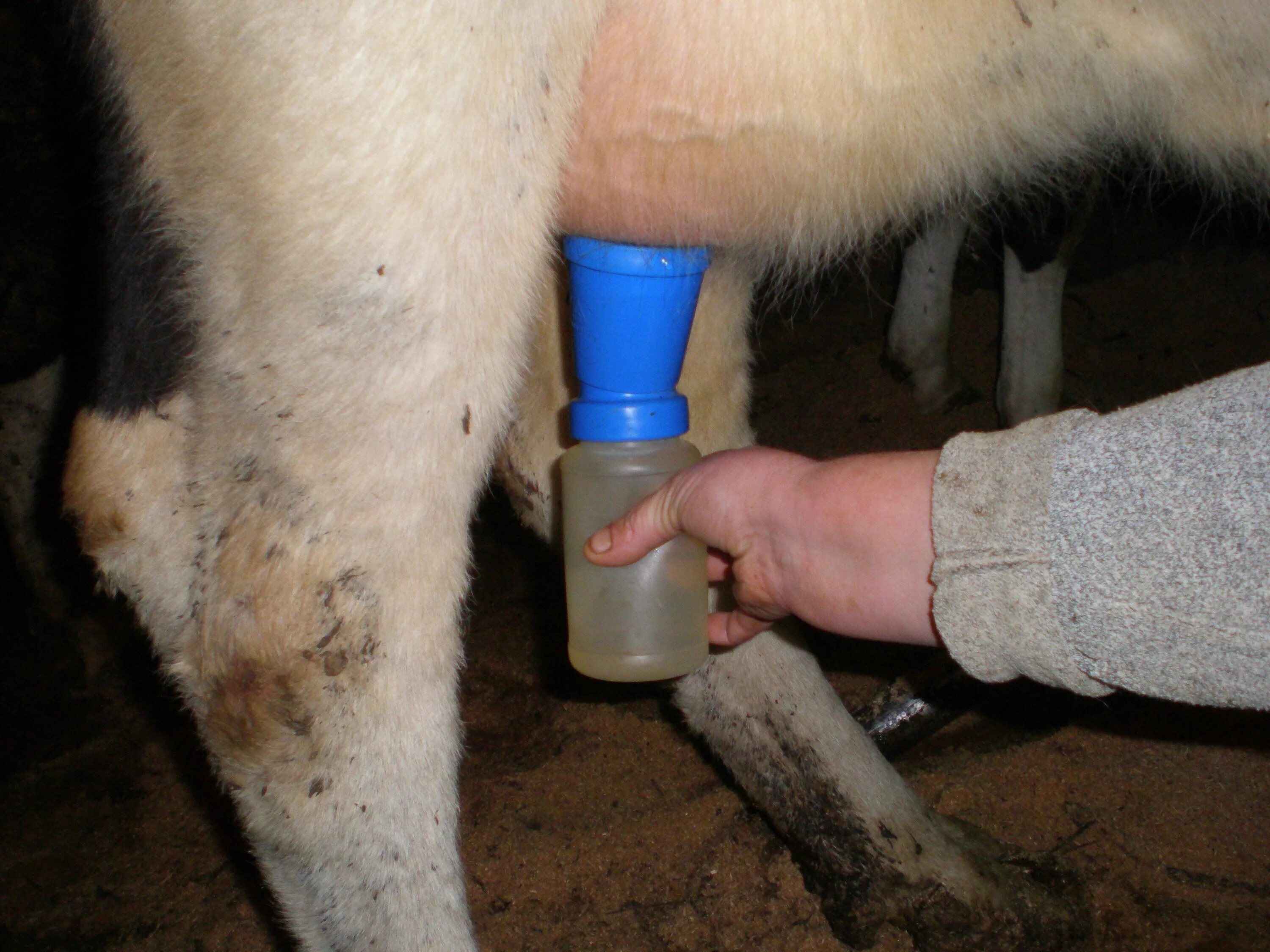 Ветеринария коровы. Коровья перекись. Лопатка КРС Ветеринария. Гигиена вымени коров до и после доения. Сколько чистится корова