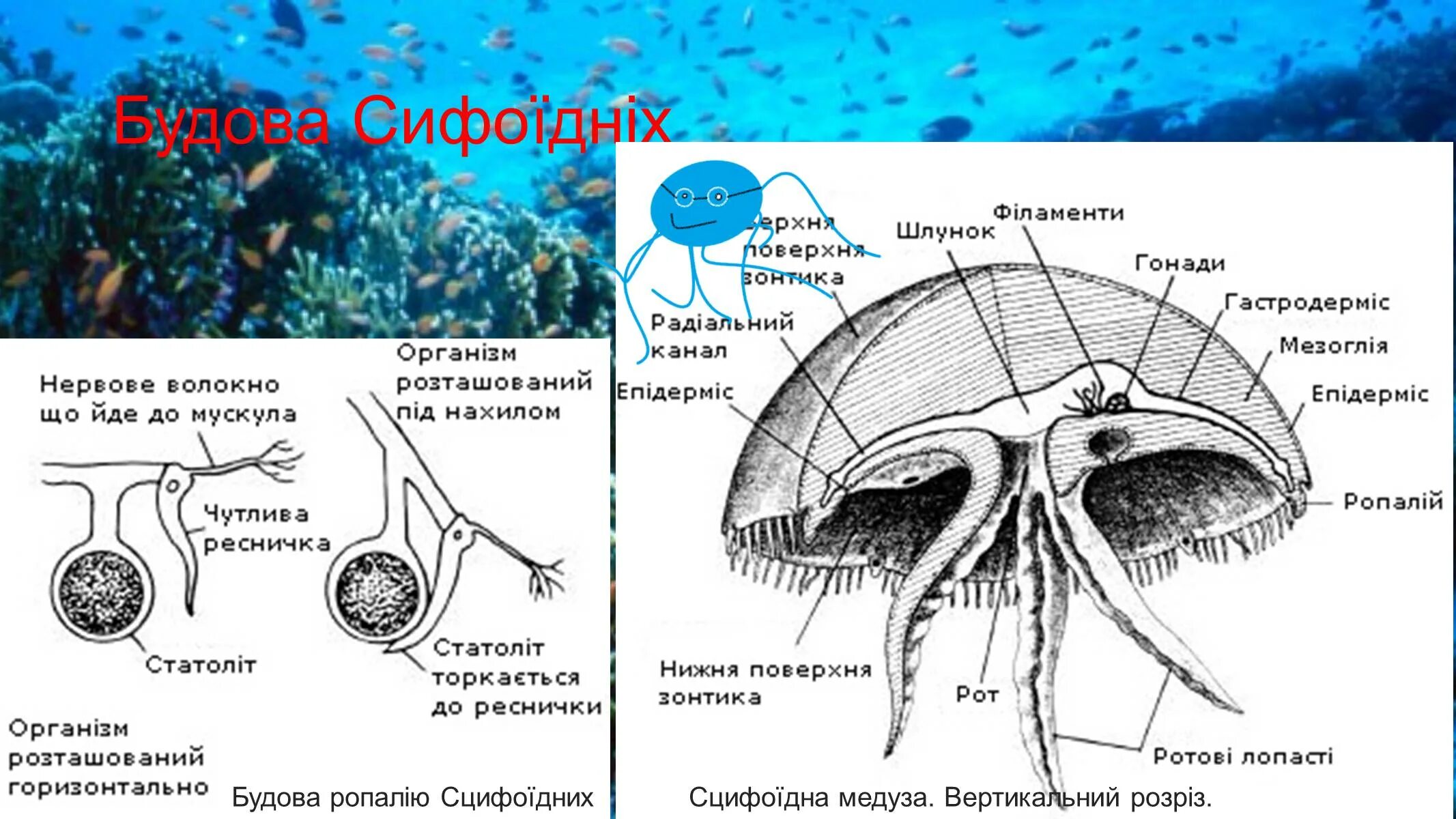 Статоцисты это. Строение медузы. Строение ропалии медузы. Ропалий сцифоидной медузы. Строение сцифоидной медузы.