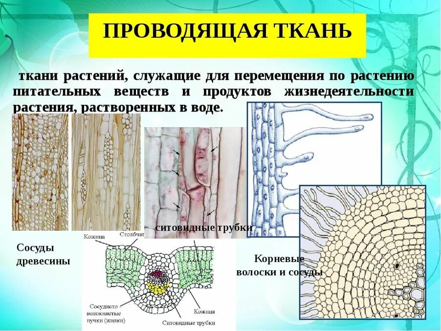 Основная ткань растений рисунок 6 класс. Растительных тканей покровная Проводящая. Покровная ткань Проводящая ткань. Основная ткань растений рисунок 6 класс биология. В состав растительных тканей входит