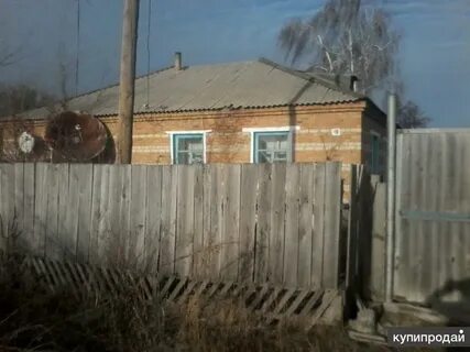 С локоть алтайского края
