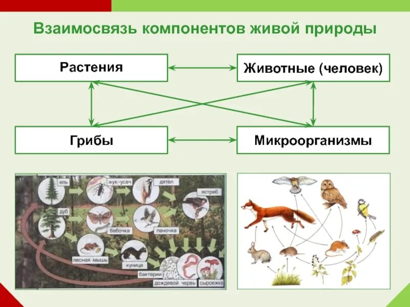 Примеры сообществ живых организмов. Связь растений и животных. Взаимоотношение животных и растений. Взаимоотношения между растениями и животными. Взаимодействие растений и животных.