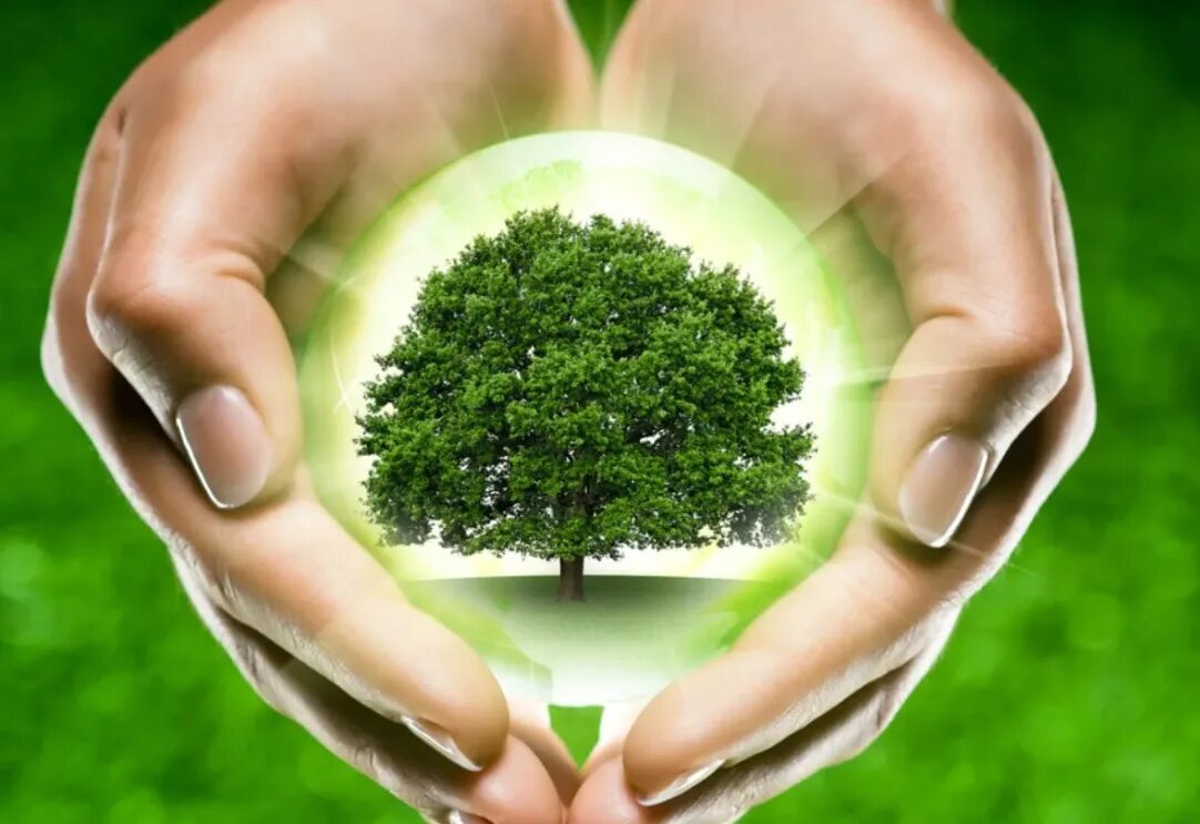Сохраним деревья. Сохранение леса. Сохранение природы. Защита природы. Природа и люди вместе