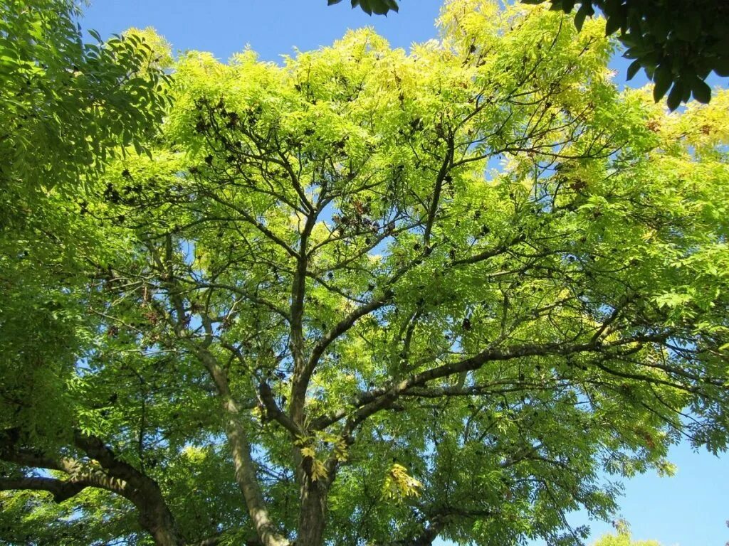 Ясень фото. "Ясень обыкновенный (Fraxinus Exсelsior. Ясень обыкновенный -Fráxinus Excélsior. Fraxinus Excelsior дерево. Ясень обыкновенный Fraxinus Excelsior l..