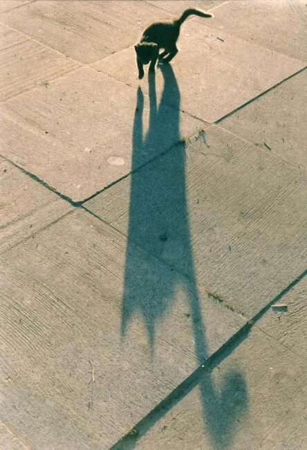 Тень от предмета. Тени от котов. Хожу отбрасываю тень. В тени человека. Хожу отбрасываю тень.