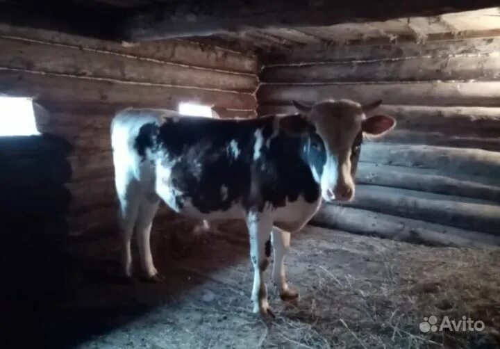 Айрширская порода бычков. Бычки симменталы молодняк. Откорм крс. Бычки на продажу. Коллекция бычков.