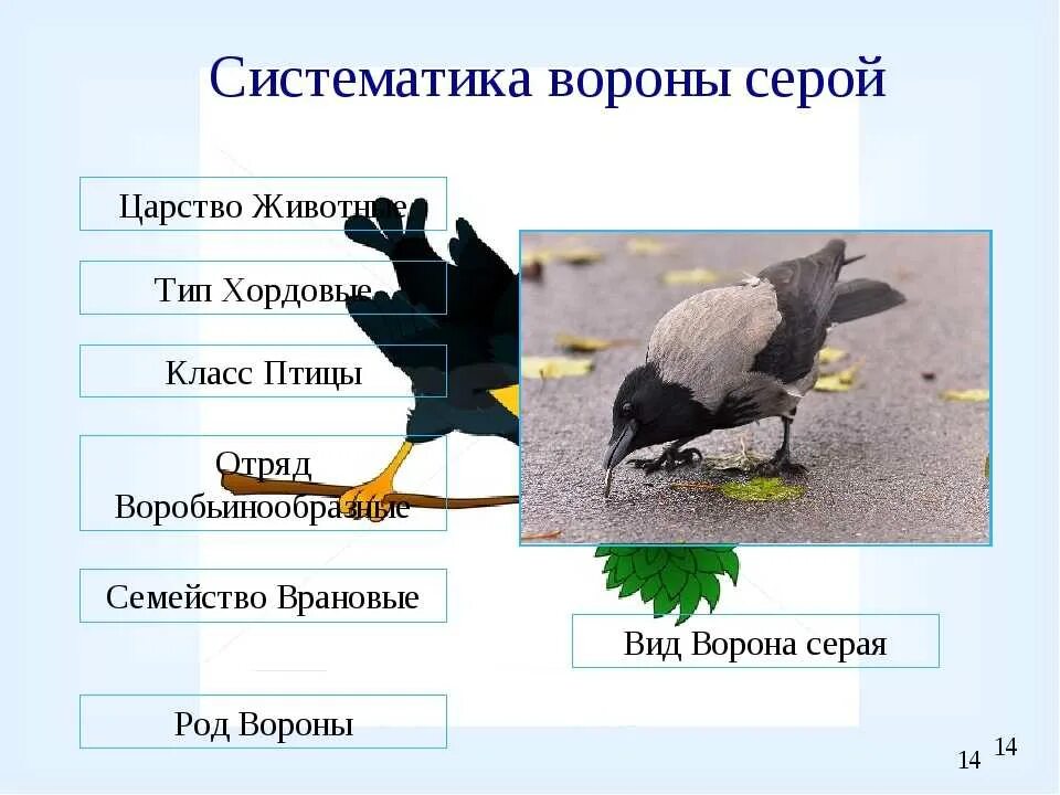 Сколько классов птиц. Серая ворона царство Тип класс отряд. Классификация серая ворона. Систематика серой вороны. Птицы царство Тип класс.