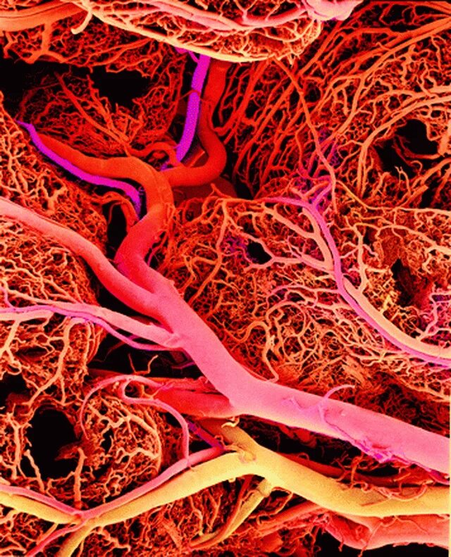 Сосуды оздоровление. Кровеносные сосуды капилляры.