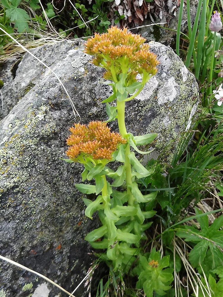 Родиола розовая полезные. Родиола розовая Rhodiola rosea. Корень золотой корень родиола. Родиола розовая Толстянковые. Растение родиола розовая (золотой корень).