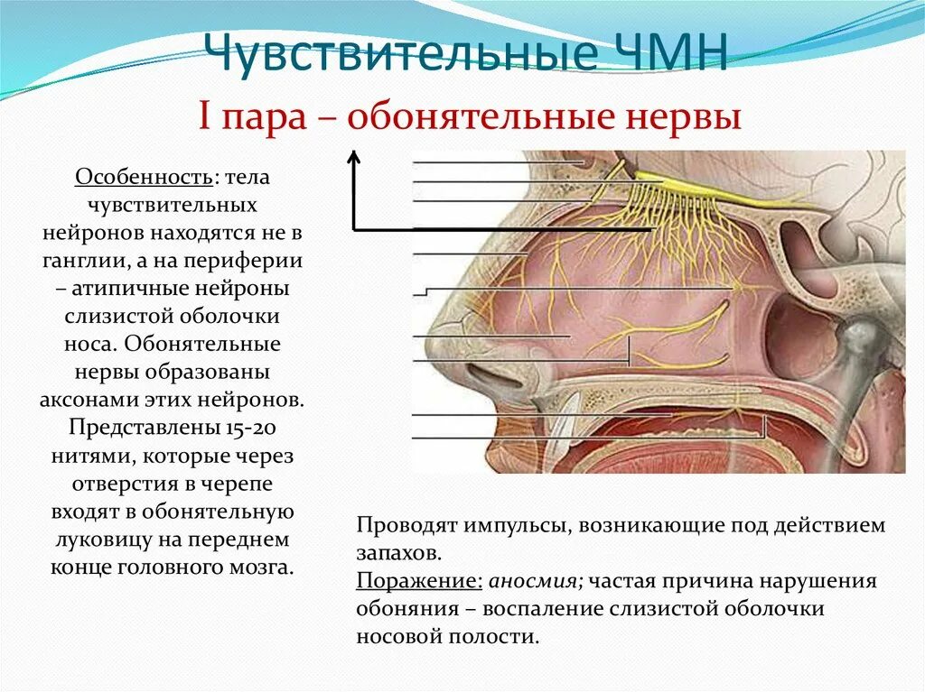 1 Пара обонятельный нерв. Обонятельный черепно-мозговой нерв. Тракт обонятельного нерва. Черепные нервы обонятельный нерв.