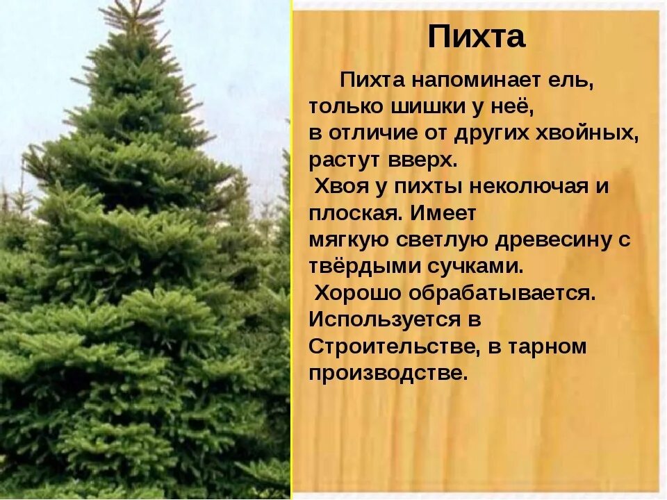 Как быстро растет елка. Пихта описание дерева. интересные факты о пихте. пихта описание растения. где растет пихта.