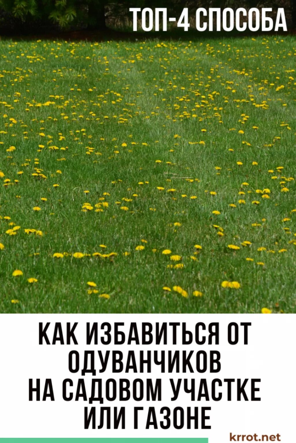 Как избавиться от одуванчиков на участке. Средство от одуванчиков на участке. Средство для борьбы с одуванчиками. Гербициды от одуванчиков на участке. Средство для борьбы с одуванчиками на газоне.